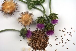 Read more about the article Wild Roots: Milk thistle (Silybum marianum)