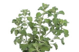 Read more about the article Wild Roots: Horehound (Marrubium vulgare)